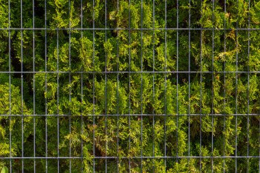 Metal bir çitin arkasında yeşil thuja çiti