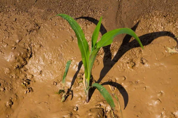 Young Corn Seedlings Mud — Stock Photo, Image