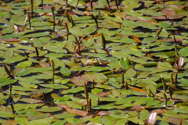 Βάτραχος Που Κολυμπούν Μεταξύ Πλωτών Pondweed Που Ονομάζεται Επίσης Potamogeton — Φωτογραφία Αρχείου
