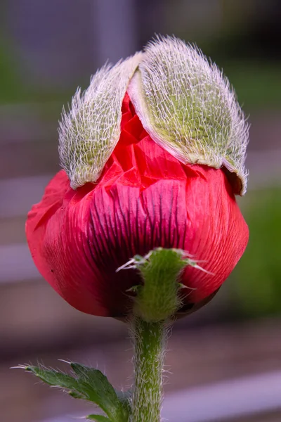 Nahaufnahme Einer Roten Blütenknospe Des Orientalischen Mohns Papaver Orientale — Stockfoto
