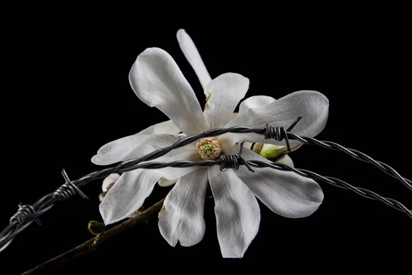 Großaufnahme Der Weißen Blüte Einer Kobushi Magnolie Und Stacheldraht Isoliert — Stockfoto