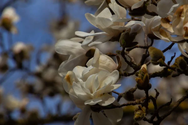 Branche Avec Des Fleurs Blanches Magnolia Kobushi Également Appelé Magnolia — Photo