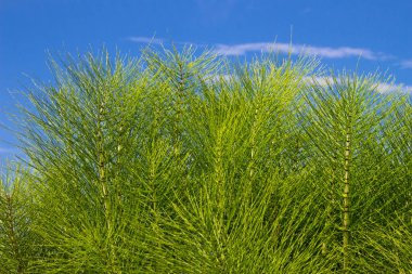 Equisetum telmateia ya da riesen schachtelhalm olarak da bilinir.