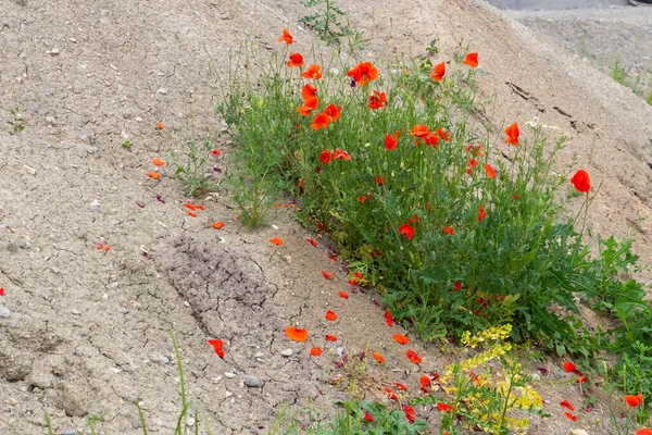 Rotmohn Wächst Auf Schutthaufen Und Kies Auf Einer Baustelle — Stockfoto