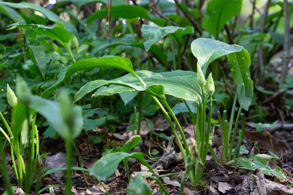 Ajo Silvestre Bosque También Llamado Allium Ursinum —  Fotos de Stock