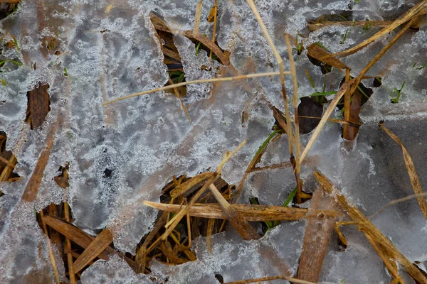Крупный План Ледяной Сухой Тростниковой Травы Озере Зимой — стоковое фото