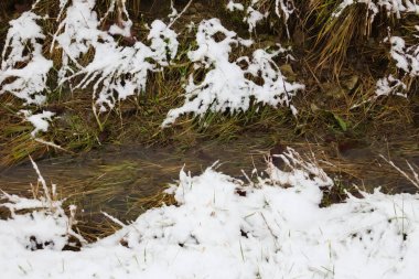 Çimenlerde eriyen kardan akan su damlaları