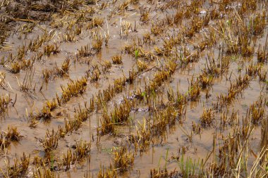 Yazın sağanak yağmurdan sonra hasat edilen buğday tarlası sular altında kaldı