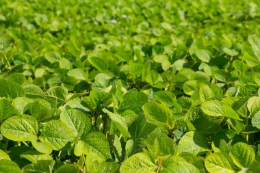 Soya fasulyesi tarlasında yeşil yaprak deseni