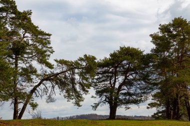 Bir tepedeki çam ağaçları.