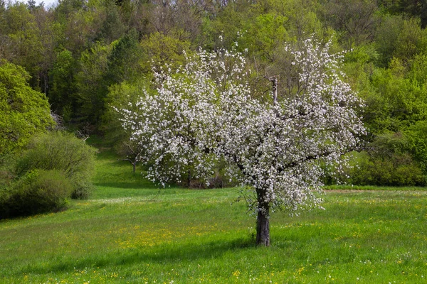 Pojedyncze Białe Kwitnące Jabłonie — Zdjęcie stockowe