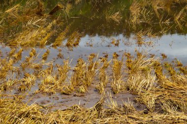 Yazın sağanak yağmurdan sonra hasat edilen buğday tarlası sular altında kaldı