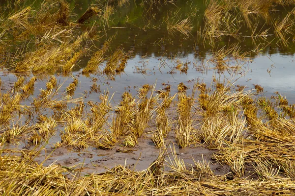 Yazın sağanak yağmurdan sonra hasat edilen buğday tarlası sular altında kaldı