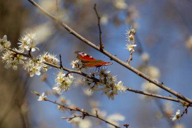 Beyaz siyah dikenli bir dalda oturan tavus kuşu kelebeği, ayrıca prunus spinosa veya schlehdorn olarak da bilinir.