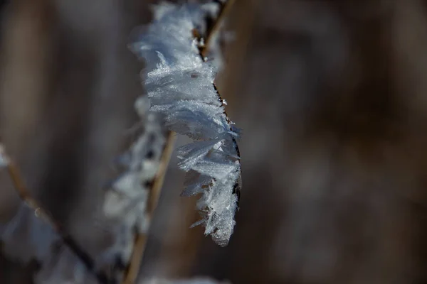 Kışın Büyük Buz Kristalleriyle Kaplı Küçük Dal — Stok fotoğraf