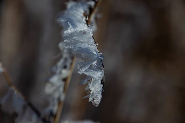 Pequeno Galho Coberto Com Grandes Cristais Gelo Geada Inverno — Fotografia de Stock