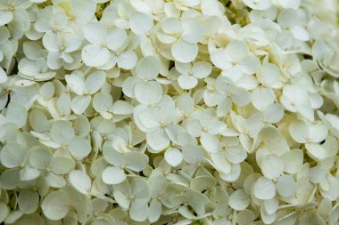 Hydrangea ya da Hortensie olarak da adlandırılan bir ortancanın tam kare beyaz çiçek deseni.