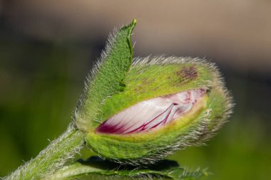 Kırmızı bir çiçek tomurcuğunun kapağı doğu gelinciği, Papaver orientale