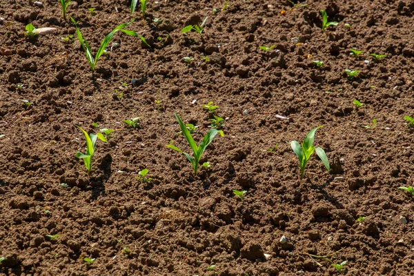 Поле Молодыми Кукурузными Саженцами Солнечный День — стоковое фото