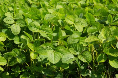 Soya fasulyesi tarlasında yeşil yaprak deseni