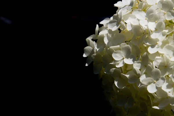 具有黑色背景和复制空间的海德拉盖 Hydrangea 的白色花卉图案 也称为海德拉盖 Hydrangea 或霍尔特西 Hortensie — 图库照片