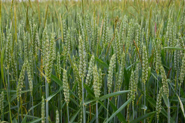 Świeże Uszy Młodego Zielonego Pszenicy Dla Naturalnego Tła Miejsca Kopiowania — Zdjęcie stockowe