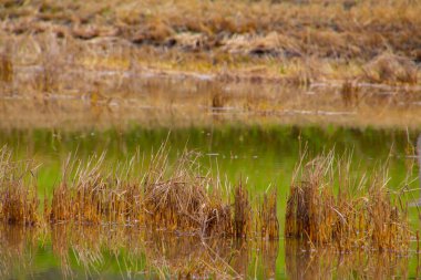 Yazın sağanak yağmurdan sonra hasat edilen buğday tarlası sular altında kaldı
