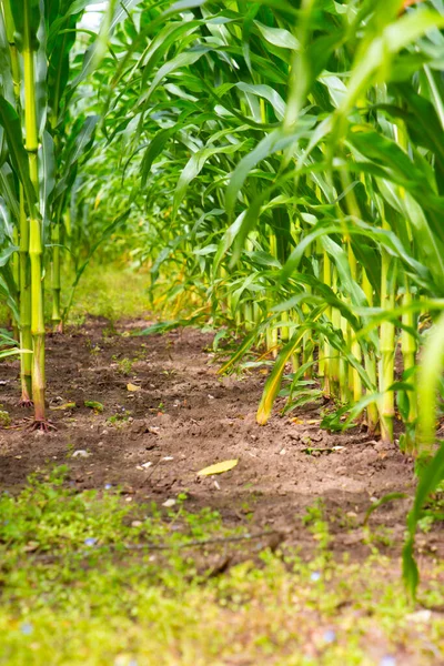 Low Angle View Row Corn Stalks Cornfield — Stock Photo, Image