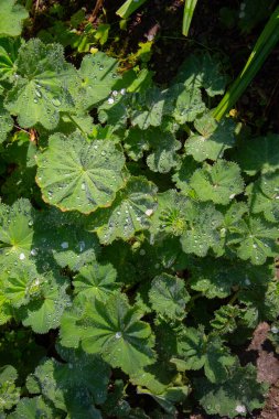 Kadın mantosunun yeşil yaprakları ya da çiğ damlalı Alchemilla