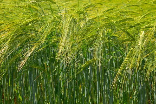 Close Green Wheat Field Natural Background — Stock fotografie
