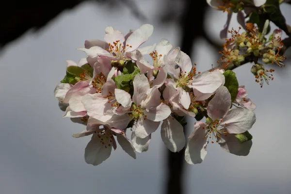 リンゴの木の枝にリンゴの花の終わり — ストック写真