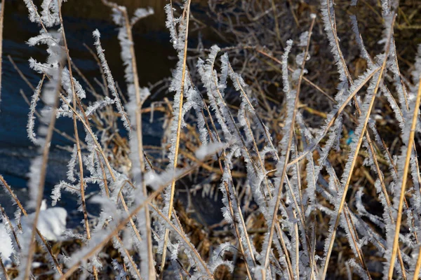 Péřová Rákosová Tráva Pokrytá Zimě Chraplavými Ledovými Krystaly — Stock fotografie