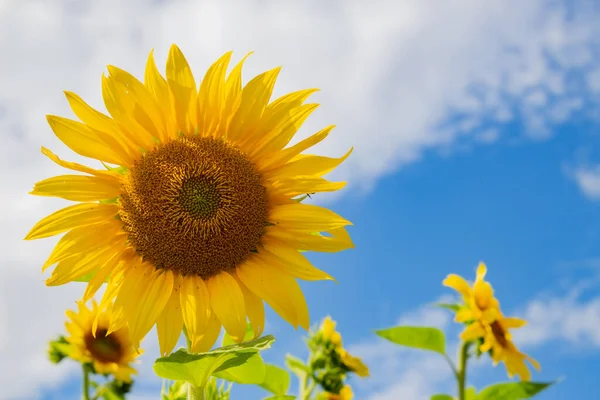 Jednoduchá Slunečnice Modrým Oblačným Oblohou Pozadí — Stock fotografie