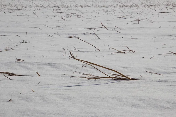 Зерновая Щетина Заснеженном Поле Зимой — стоковое фото