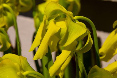 Sarracenia flava ya da Gelbe Schlauchplanze olarak da adlandırılan sarı sürahi bitkisinin çiçeğine yakın durun.