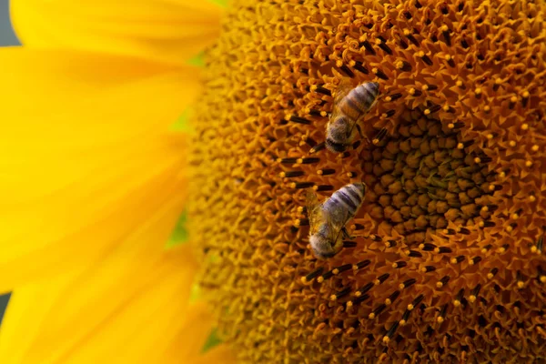Detailní Záběr Dvou Včel Sbírajících Nektar Slunečnici — Stock fotografie