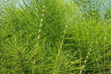 Equisetum telmateia ya da riesen schachtelhalm olarak da bilinir.