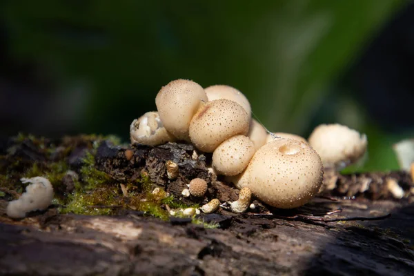 Primo Piano Del Puffball Forma Pera Chiamato Anche Apioperdon Pyriforme — Foto Stock