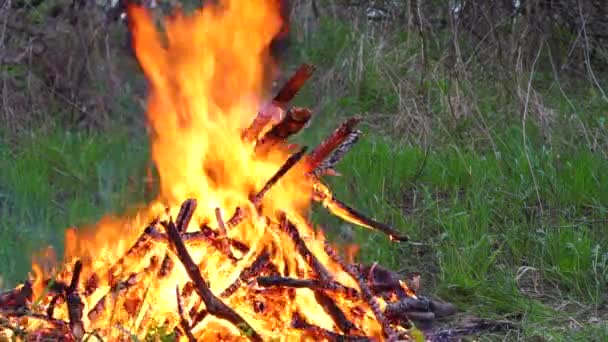 Palivové dříví oheň v lese — Stock video