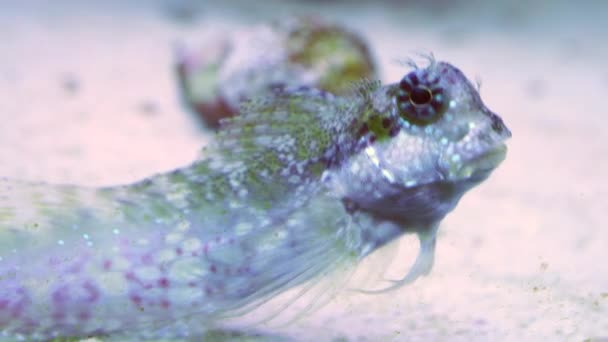 Дві яскраві рибки в акваріумі — стокове відео