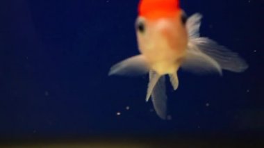 güzel Orand goldfish kırmızı kafa ile sarı