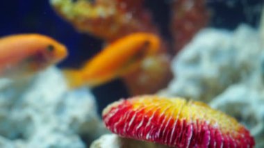 birkaç goldfish mercan arasında yüzmek