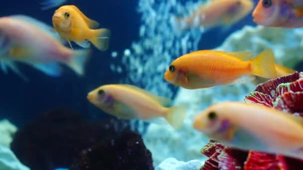 Secchio di pesci rossi nuotare in acquario — Video Stock