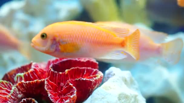 Quelques poissons rouges nagent parmi les récifs coralliens — Video