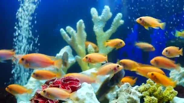 Haut-fond de poissons jaunes vifs nagent parmi les récifs coralliens — Video