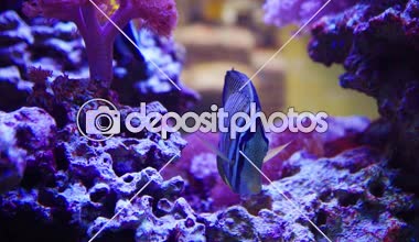 Sailfin Tang ve bir nokta olduğunu balık mercan arasında yüzmek