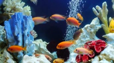 canlı balık mercan arasında yüzmek sarı balık