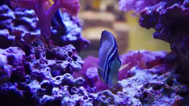 I pesci Sailfin Tang e One Spot Foxface nuotano tra le barriere coralline — Video Stock