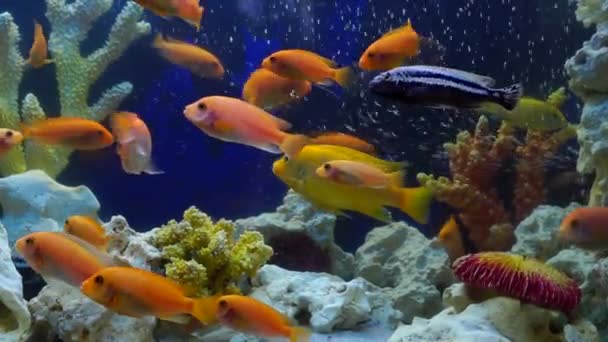 Haut-fond de poissons jaunes vifs nagent parmi les récifs coralliens — Video