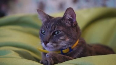 uykulu kedi namlu closeup